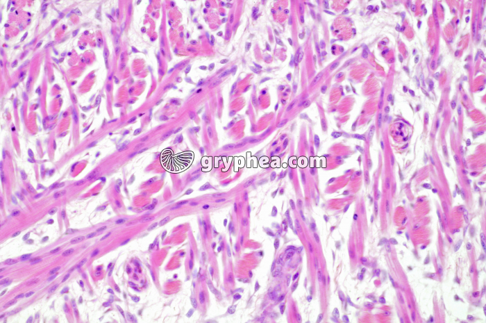 Muscles entrecroisés langue x100 - gryphea.com